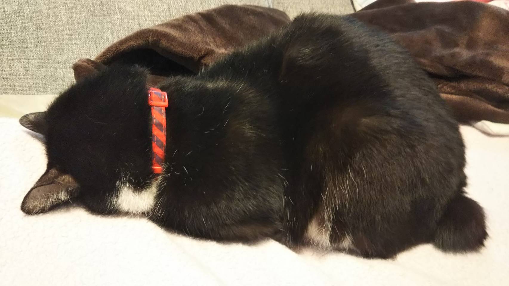 土下寝にゃんこ【イーサリアム価格：0.004WETH】 - NFT-LaFan